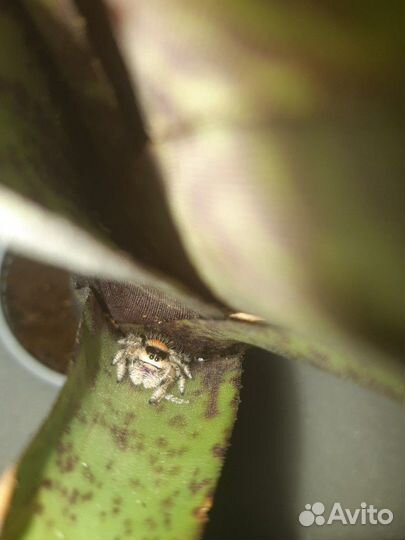 Паук-скакунчик