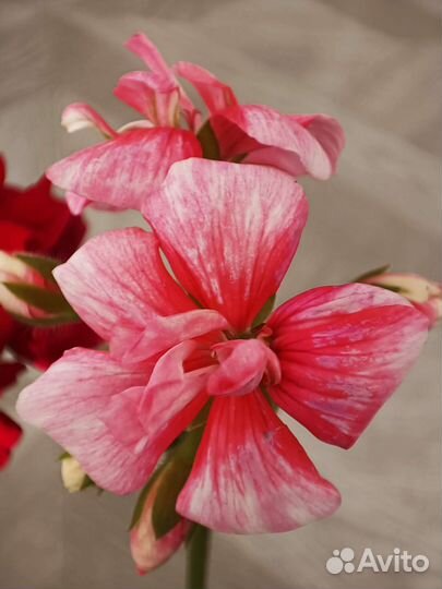 Пеларгония герань сортовая