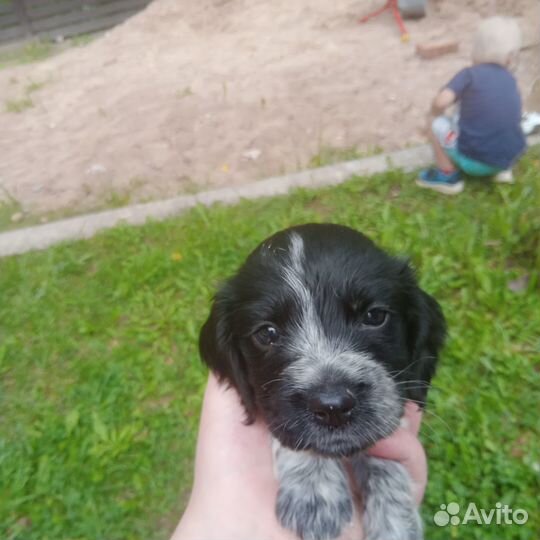 Продам щенка