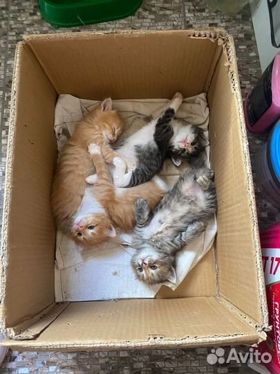 Отдам котят