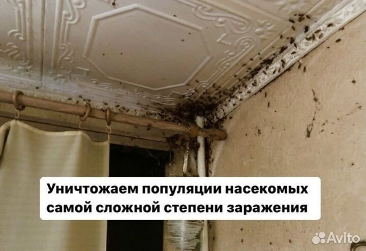 Дезинсекция