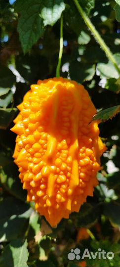 Момордика, клубника, гибискус, гортензия