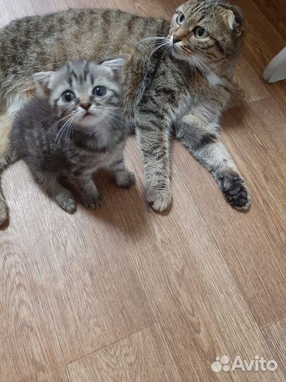 Кошечка в добрые руки