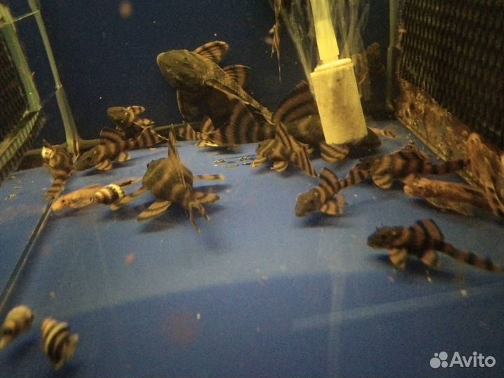 Номерные сомы