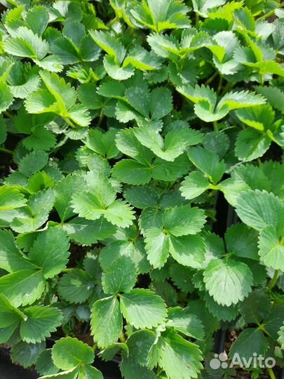 Рассада клубники