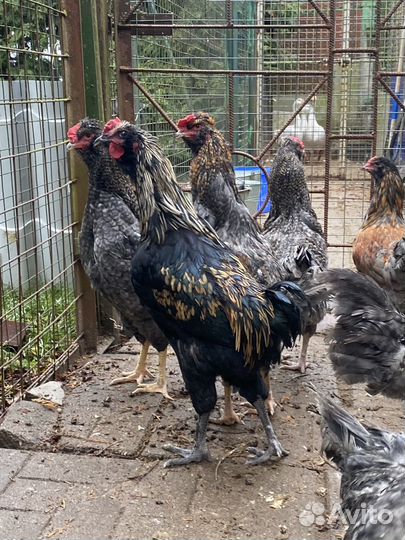 Петухи с цветным яйцом