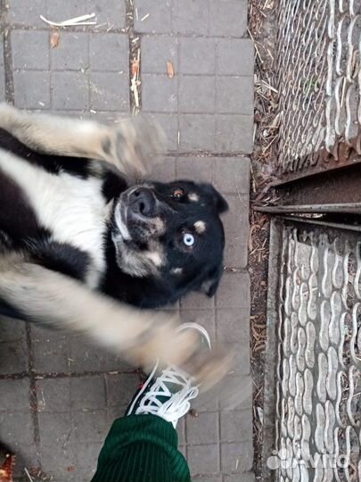 Собака хаски + овчарка