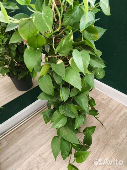 Комнатное растение сциндапсус