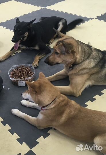 Дрессировка собак всех пород