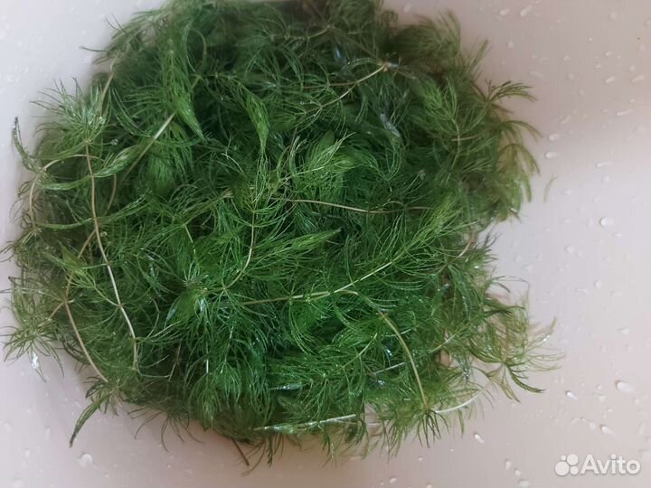 Аквариумные растения