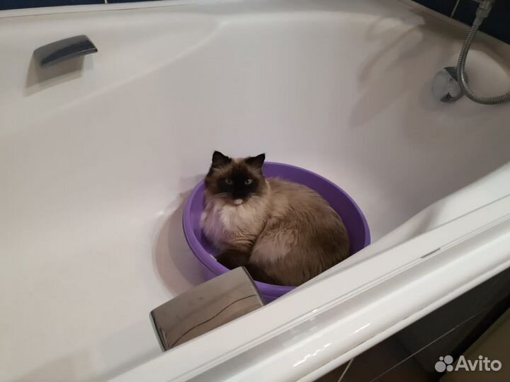 Зоопсихолог. Ветеринарный врач