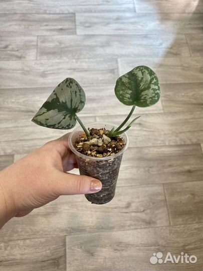 Эпипремнумы