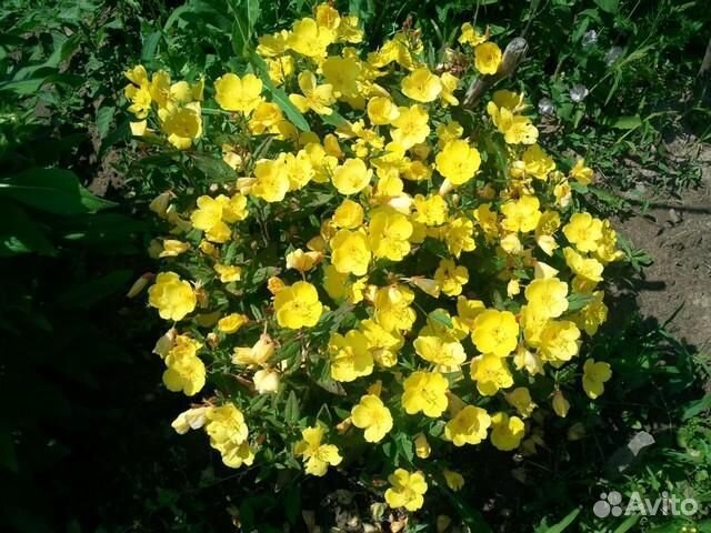 Растения цветы для сада