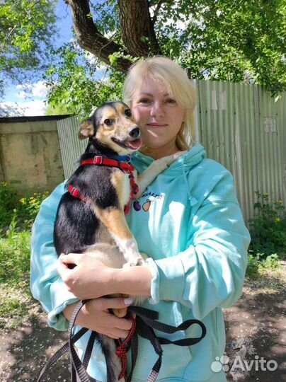 Щенок девочка, 6 мес, будет маленького размера