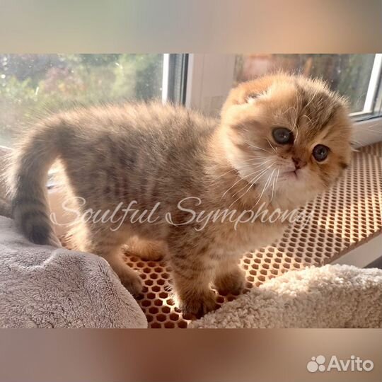 Шотландский вислоухий котенок