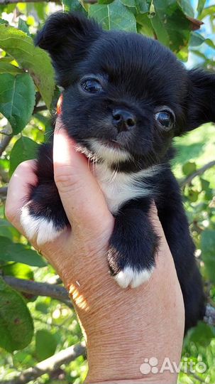 Щенки чихуахуа мини