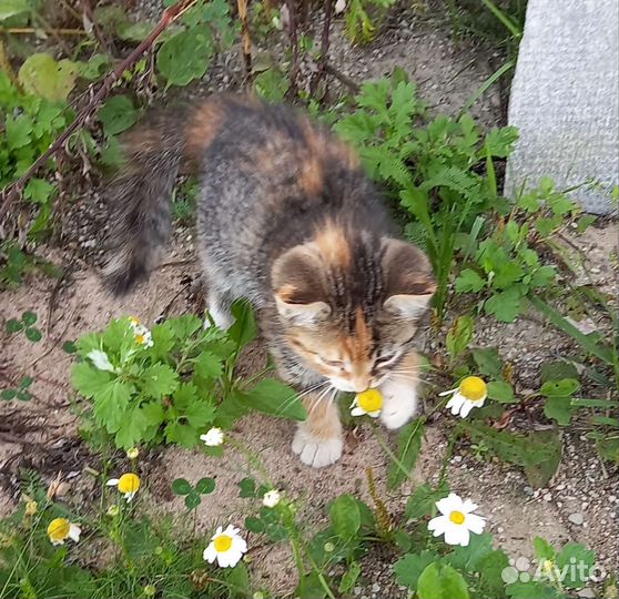 Котята
