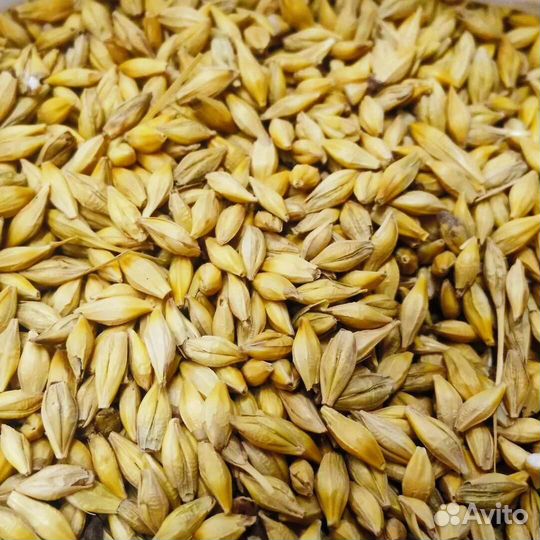 Ячмень пшеница горох