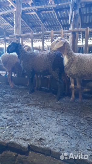 Ярочки гиссар