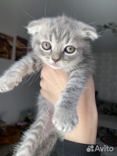 Британский вислоухий кот
