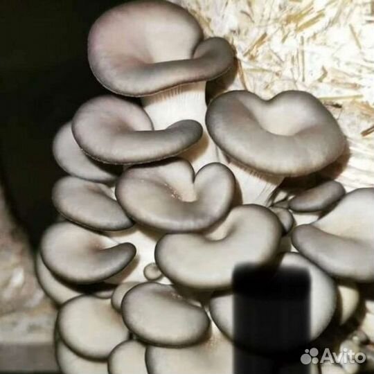 Готовые блоки Вешенки