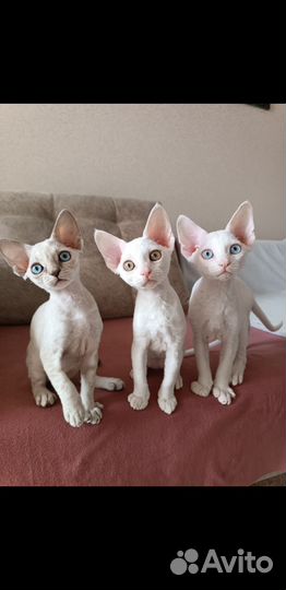 Котята Девон-рекс