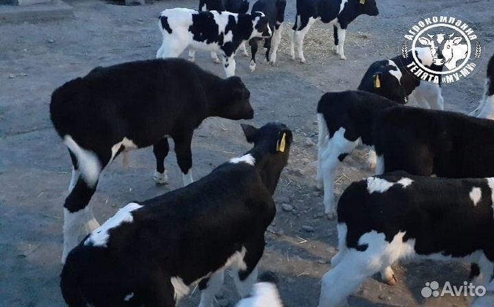 Телята бычки