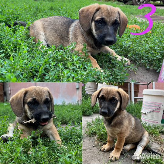 Щенки в добрые руки