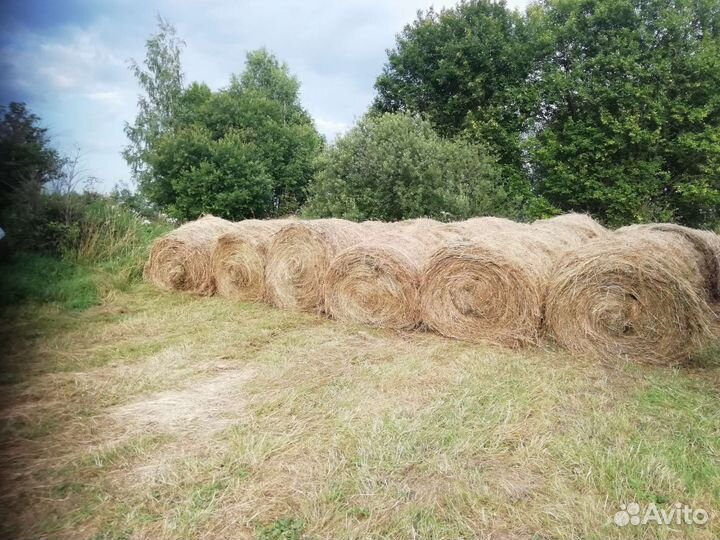 Продам сено в рулонах