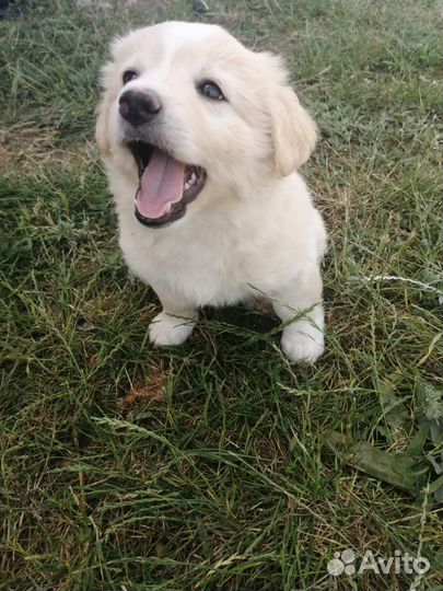 Собака (щенок) в добрые руки