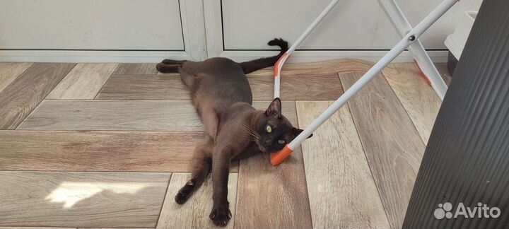 Бурманский кот