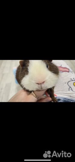Морская свинка мальчик