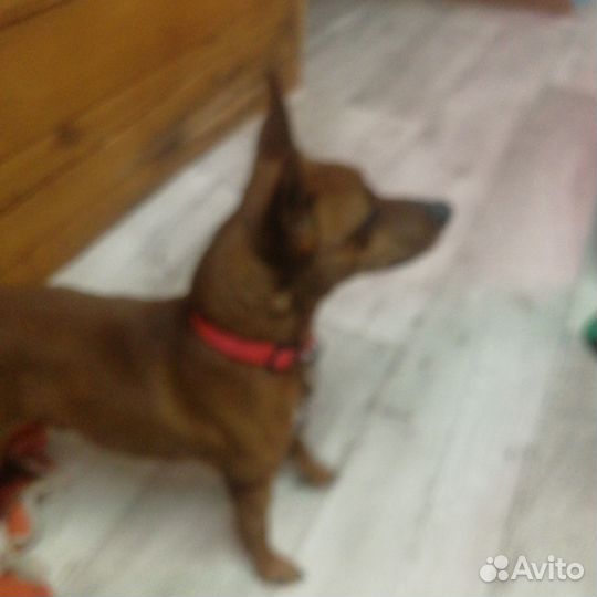 Маленькая собака