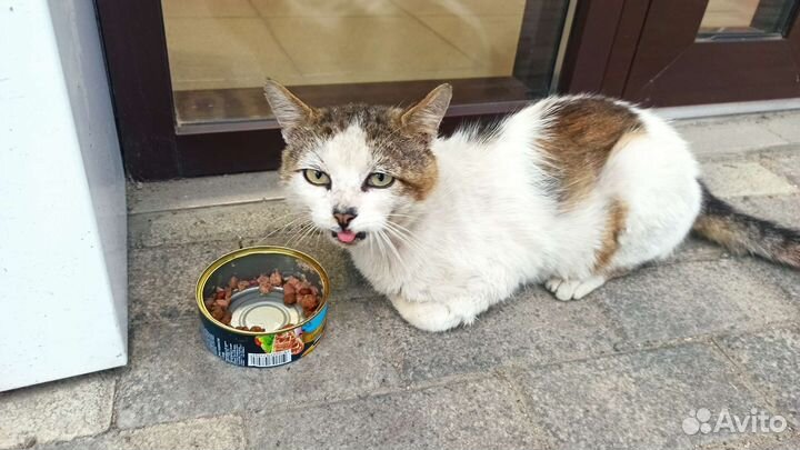 Котик ищет любящую семью