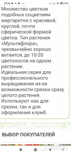 Астры и петунии из Голландии