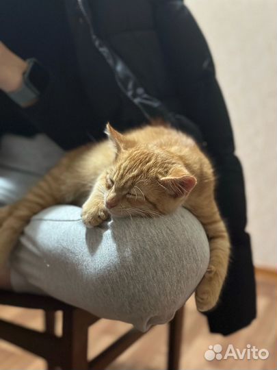 Отдам в добрые руки