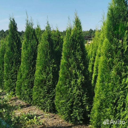 Туя брабант с доставкой
