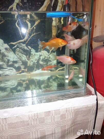 Прудовые рыбки кометы