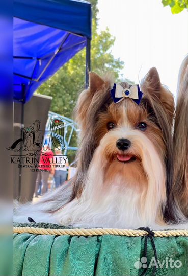 Бивер вязка