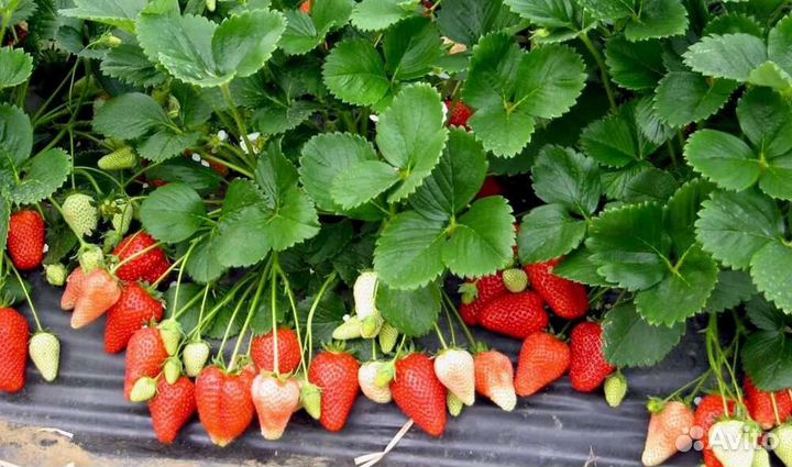 Саженцы Клубники земляники виктории