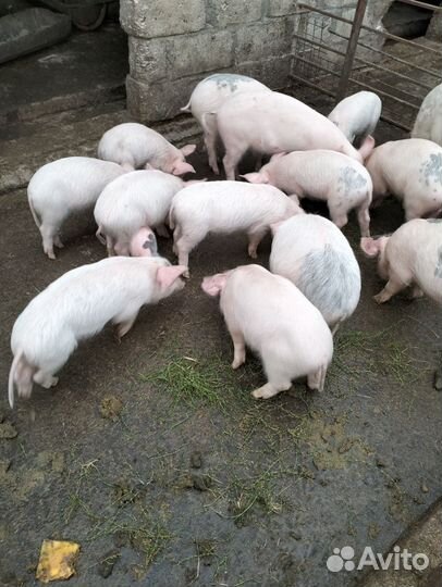 Поросята