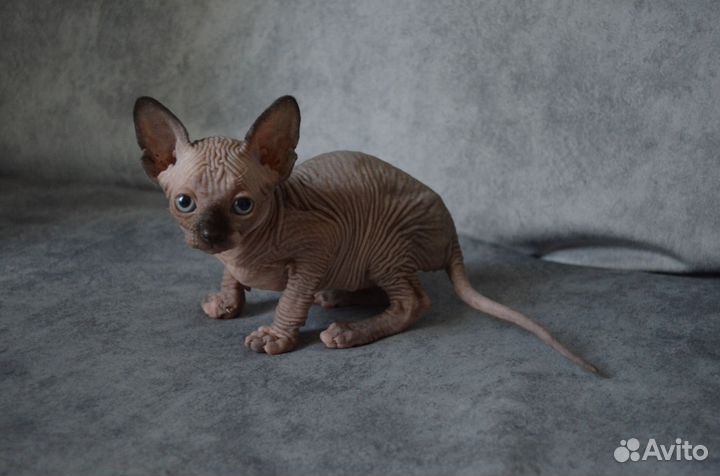 Канадский сфинкс котенок