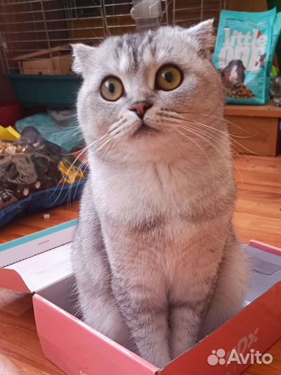 Шотландские котята шиншилла