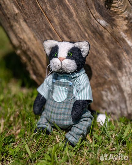 Тедди котик