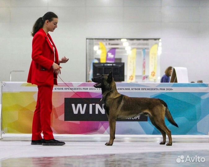 Кинолог - дрессировка/ передержка/ выгул