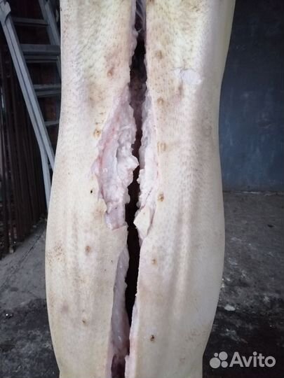 Мясо свинина домашняя