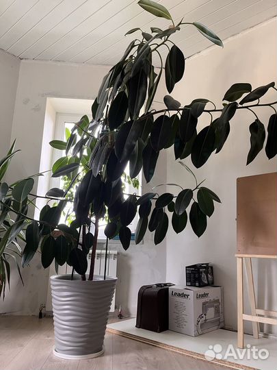 Фикус робуста