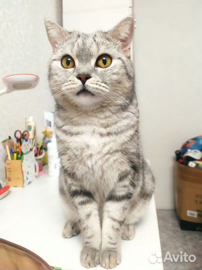 Отдам кота в добрые руки