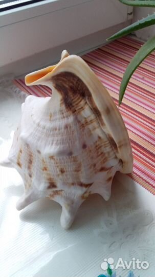 Ракушка морская большая