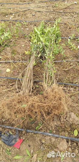 Живая Изгородь Бирючина